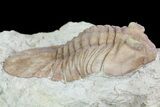 Asaphus (New Species) Trilobite - Russia #73504-3